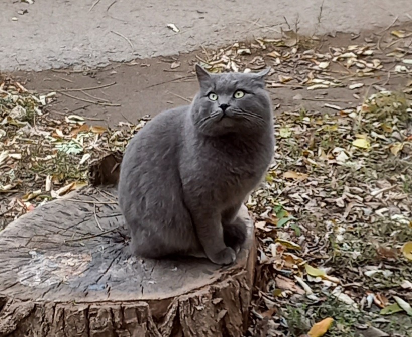 Котю в ленту | Пикабу