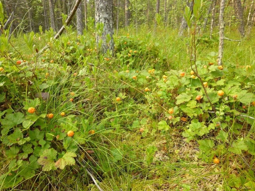 Дружественные растения наших лесов | Пикабу