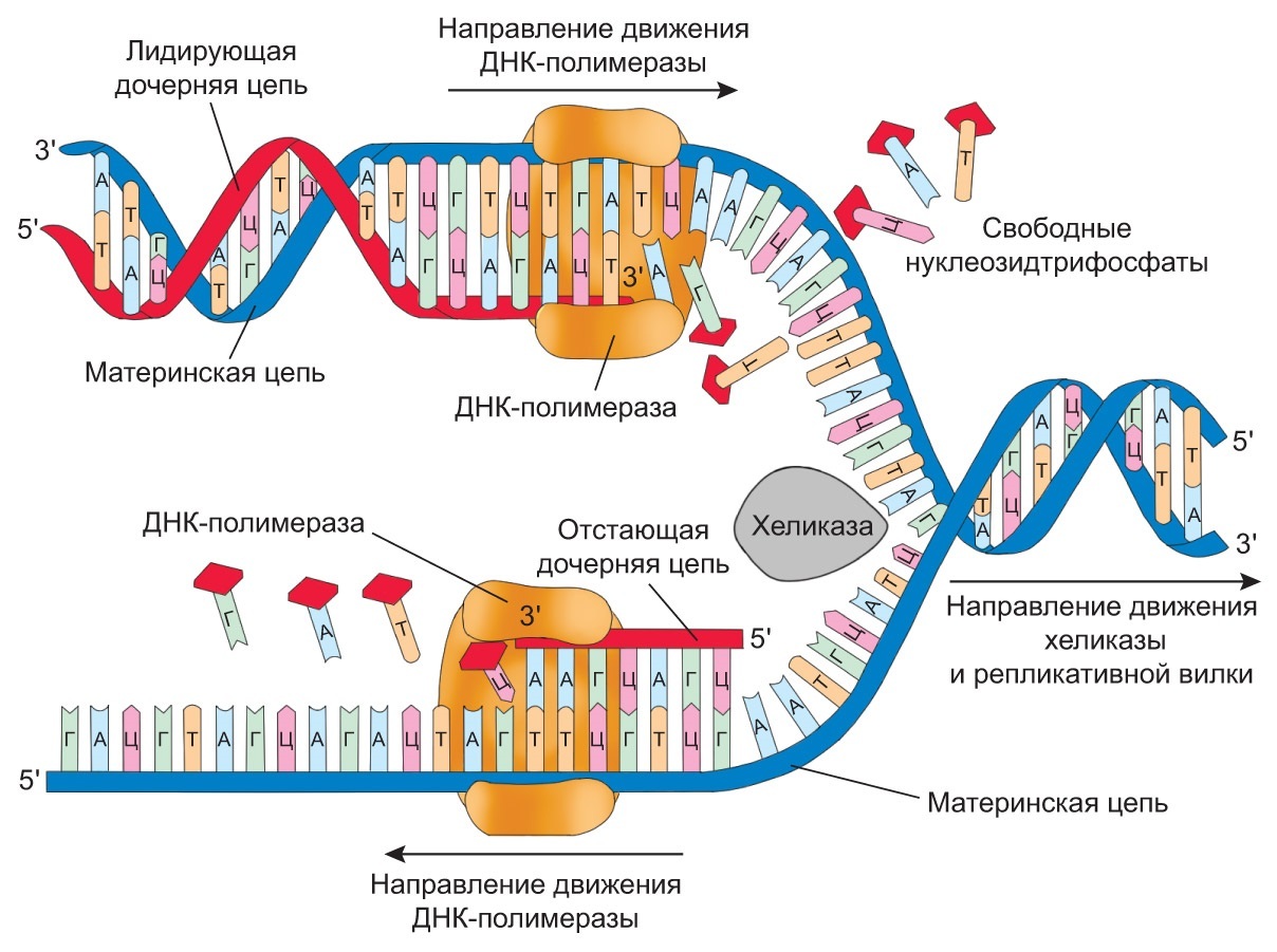 Репликация ДНК под микроскопом | Пикабу