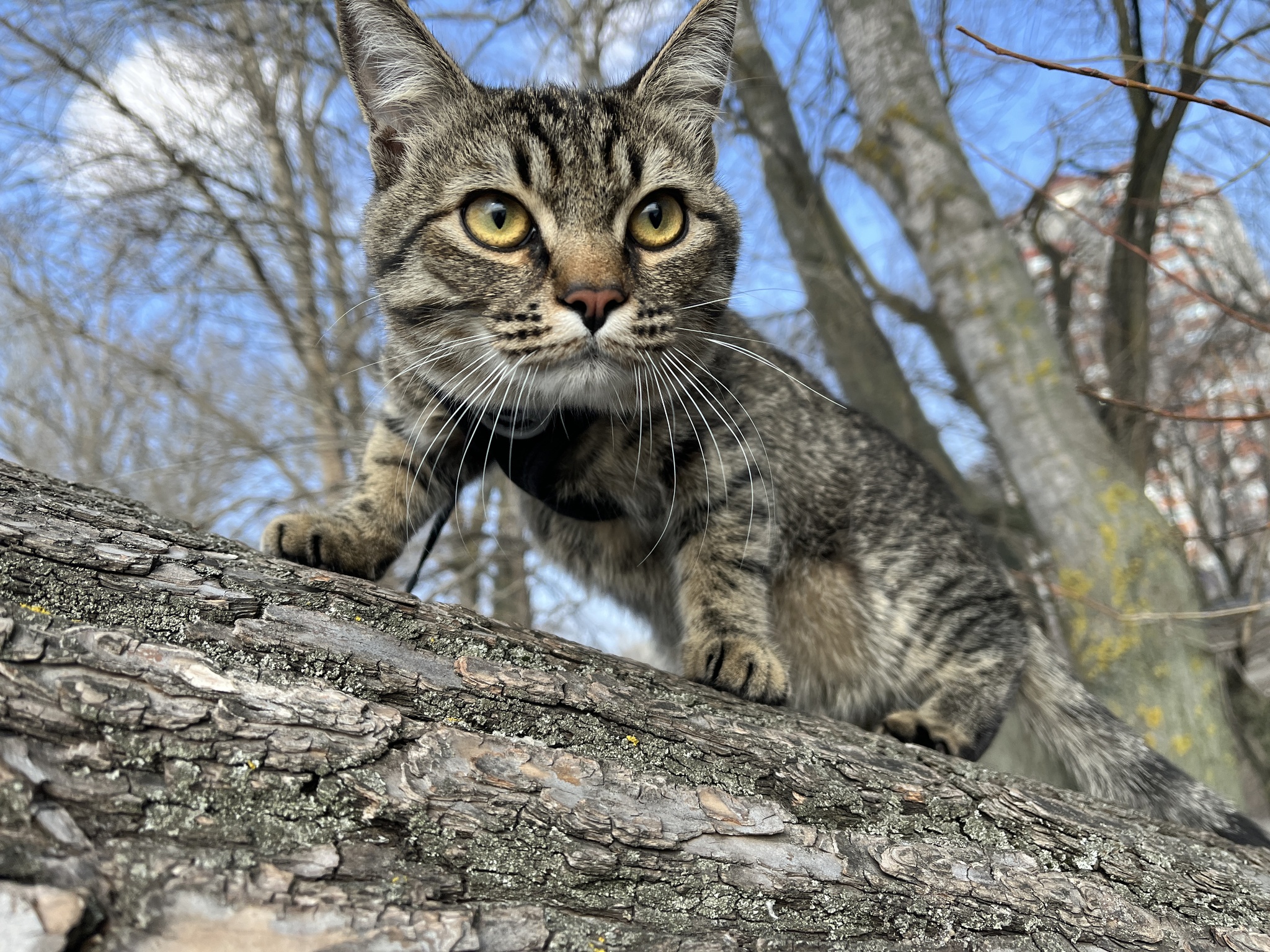 Кот на природе | Пикабу