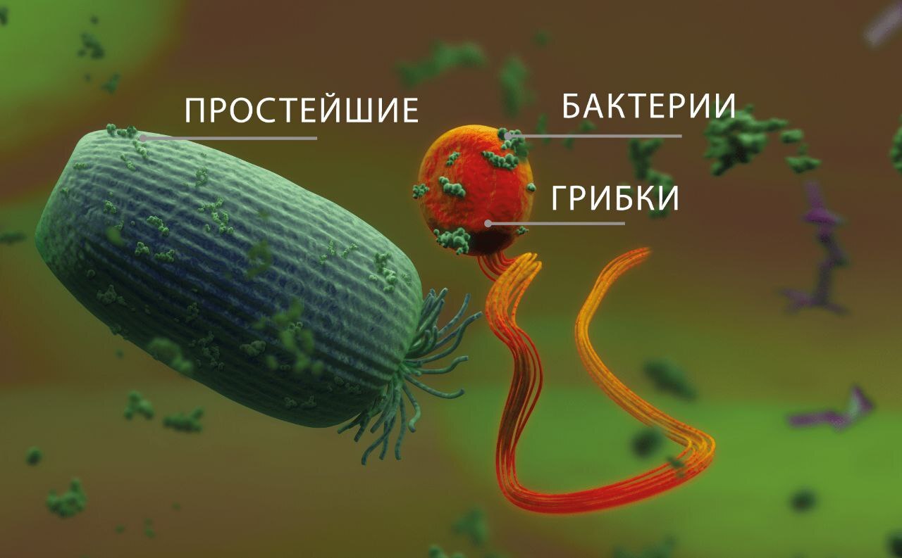 Чего только не творится в рубце коров | Пикабу