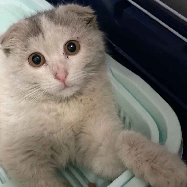 Породистого котенка выкинули на улицу СРОЧНЫЙ ПОИСК ДОМА | Пикабу