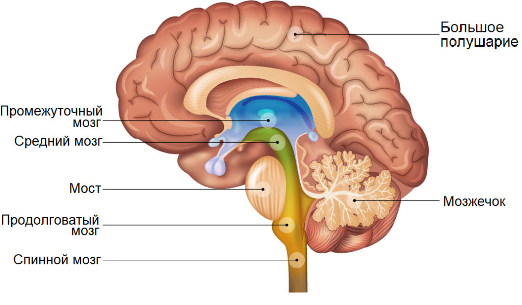 F brain. Структура мозга. Структуры головного мозга. Головной мозг анатомия. Строение головного мозга человека.
