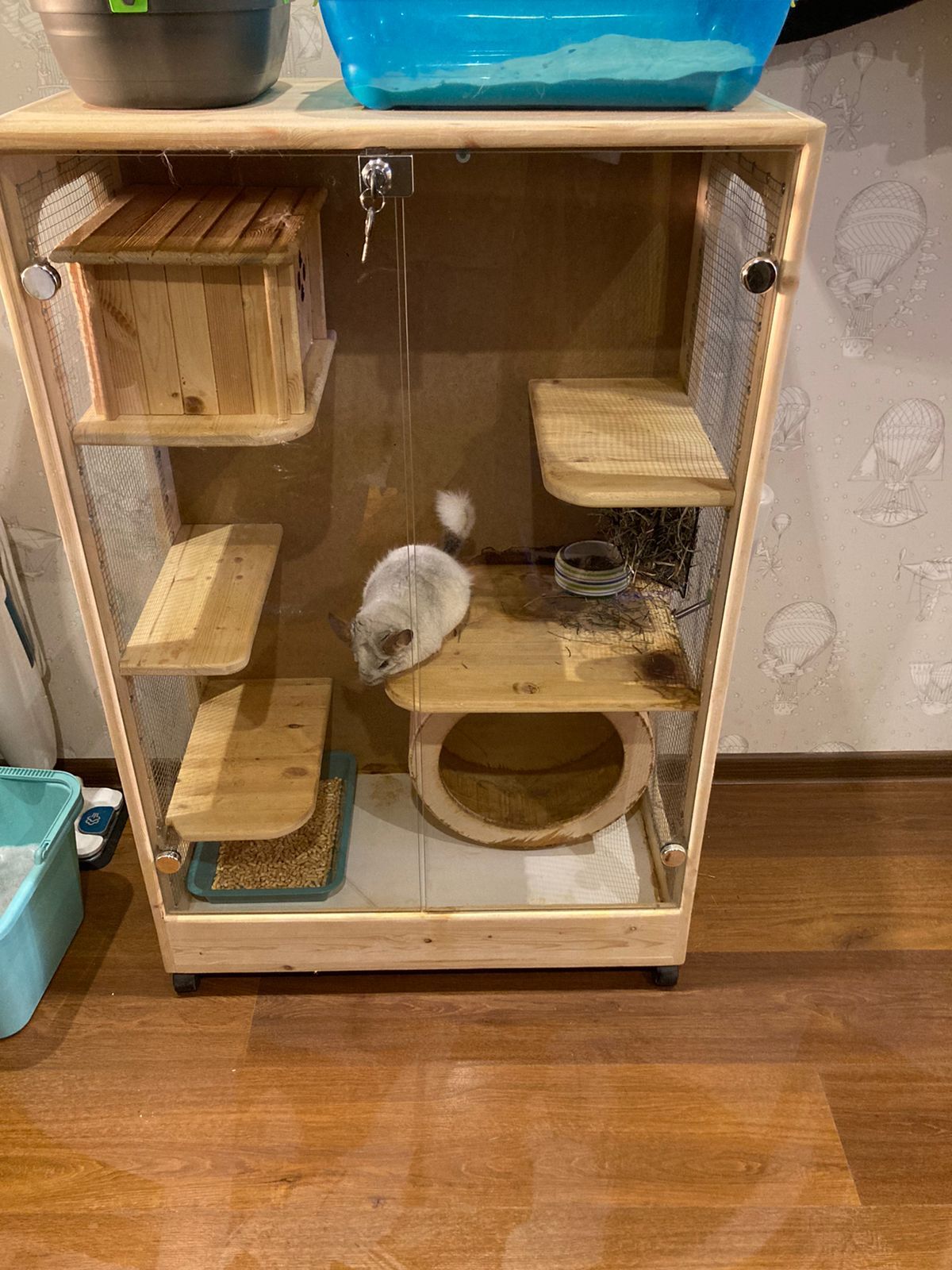 Шиншилла в поисках дома | Пикабу