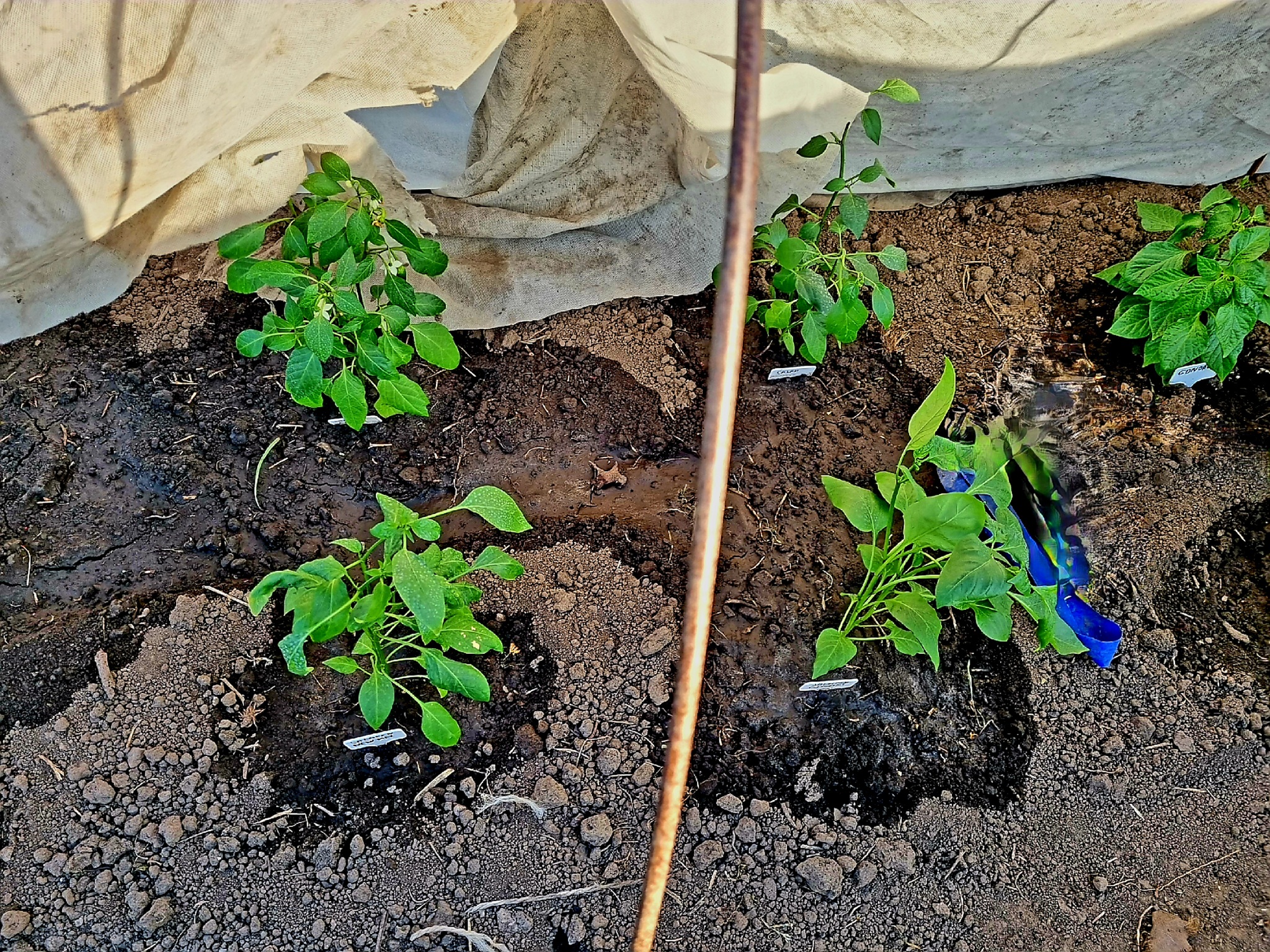 2й Сезон грунта открыт | Пикабу