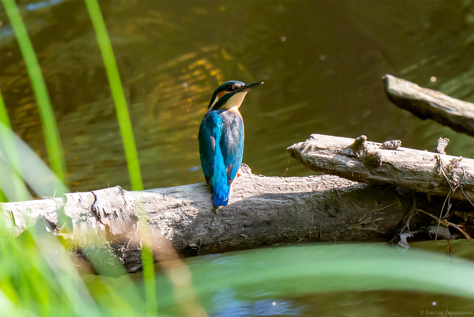 Зимородок | Пикабу