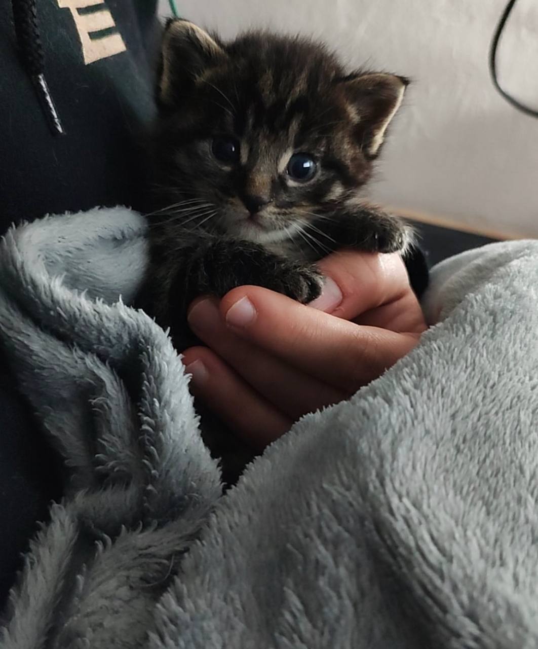 Самые милые котики | Пикабу