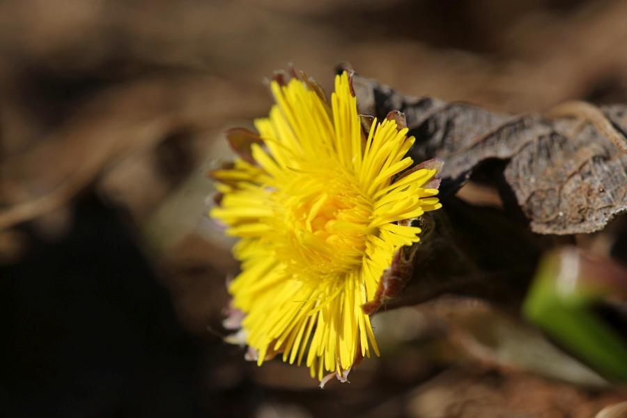 Трофеи апрельской макрофотоохоты | Пикабу