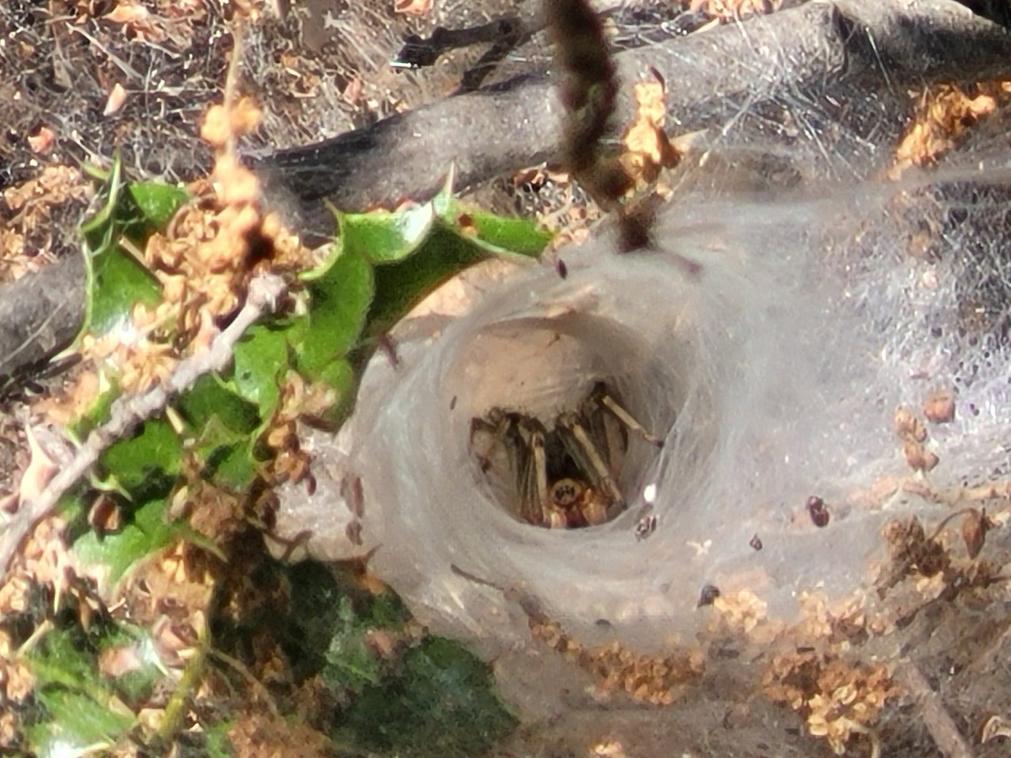 Домики пауков | Пикабу