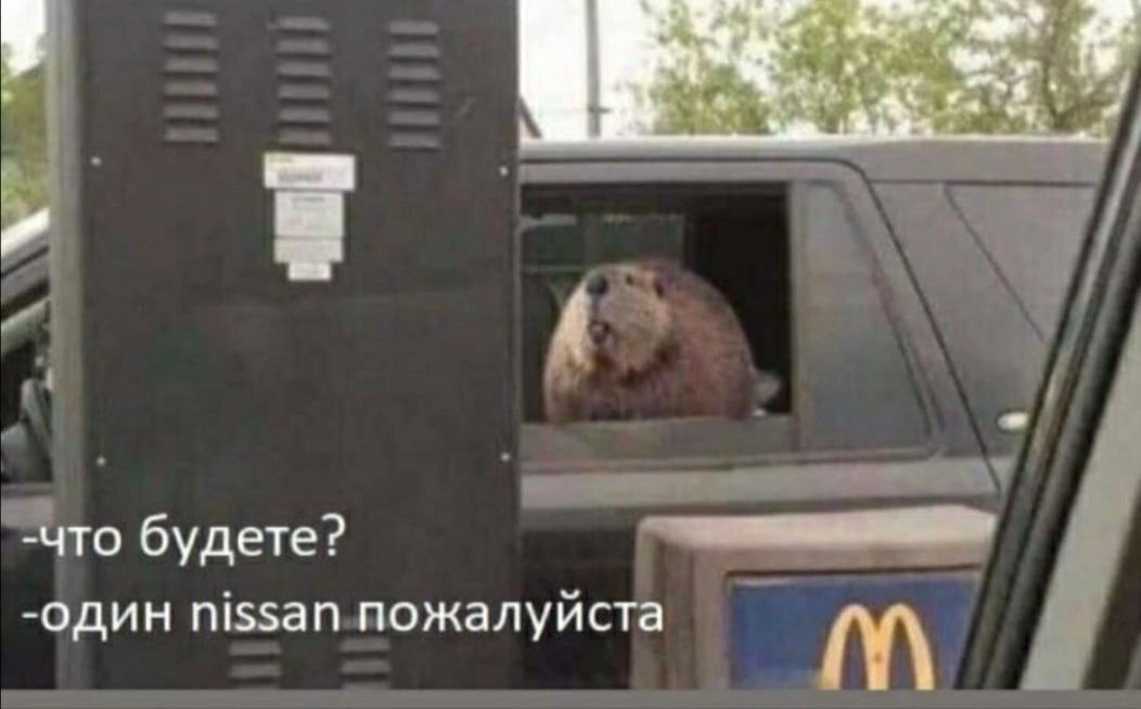 Ниссан и бобры