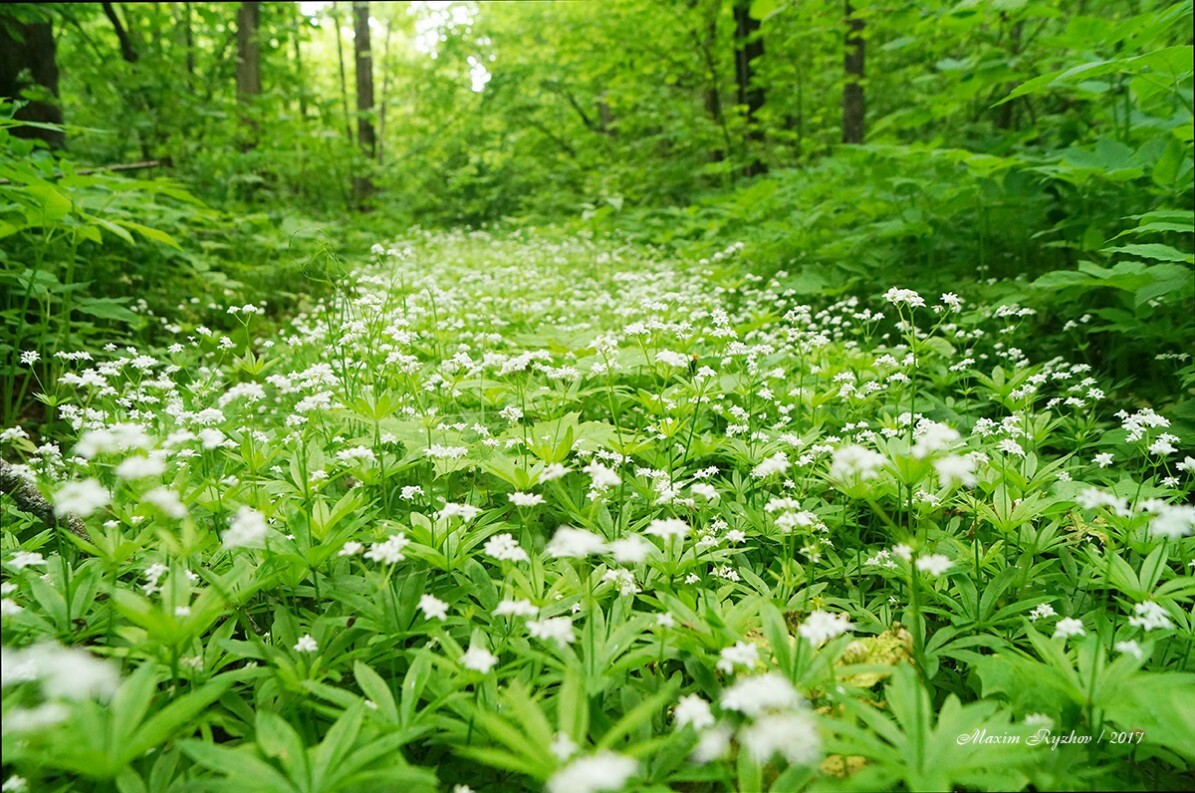 Весенний лес | Пикабу