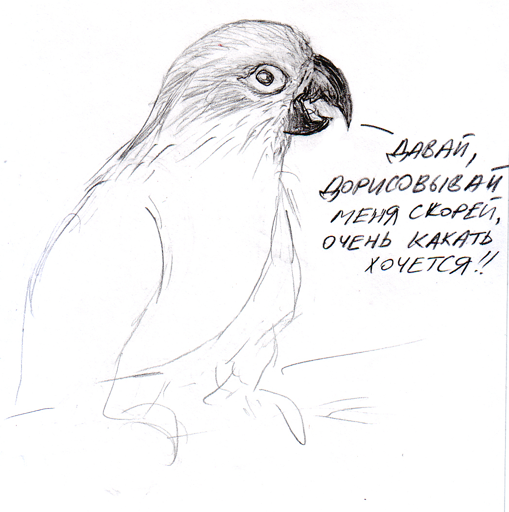 Птичий конкурс | Пикабу