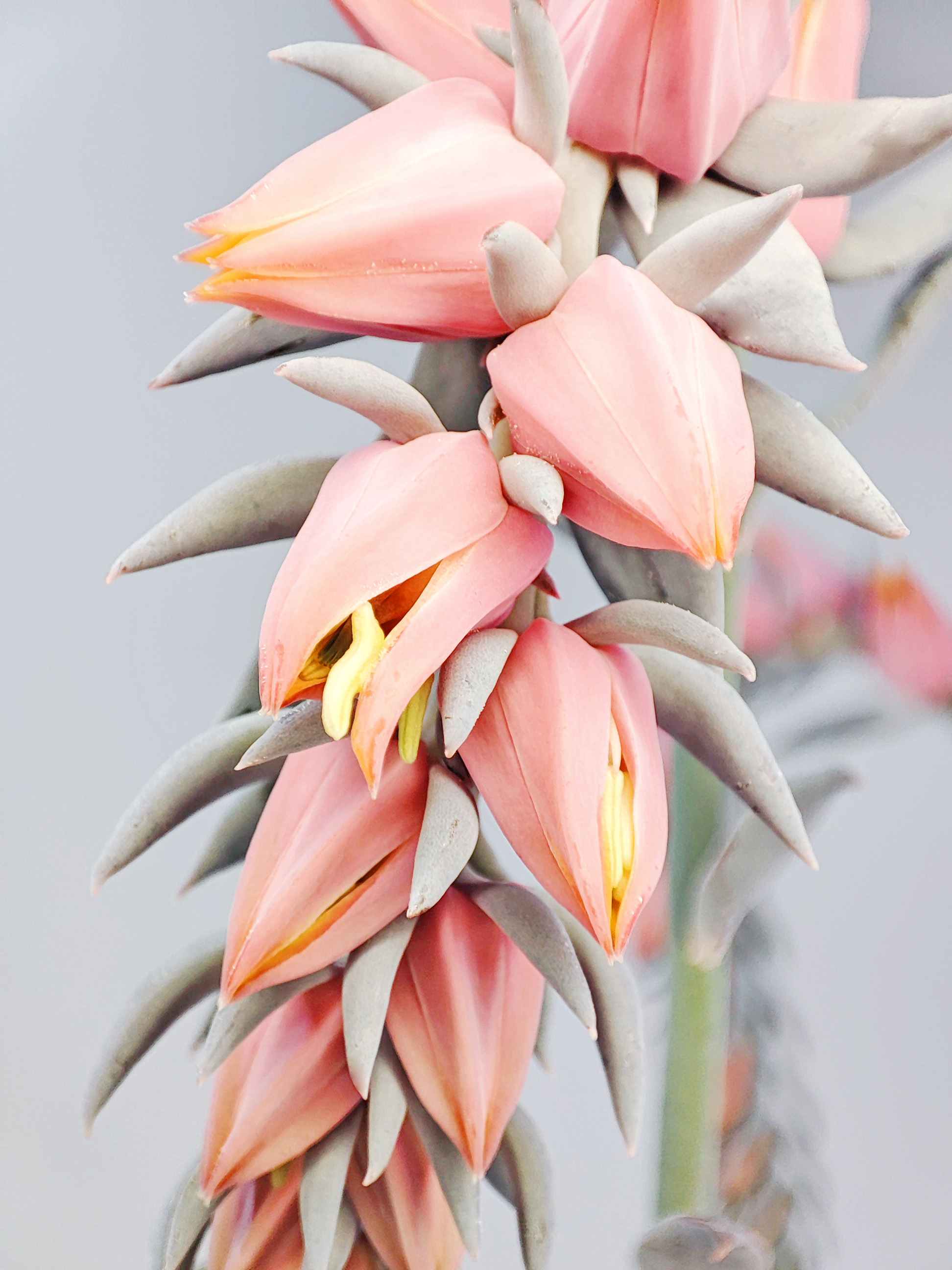 Цветёт Эхеверия Шавиана (Echeveria Shaviana) | Пикабу