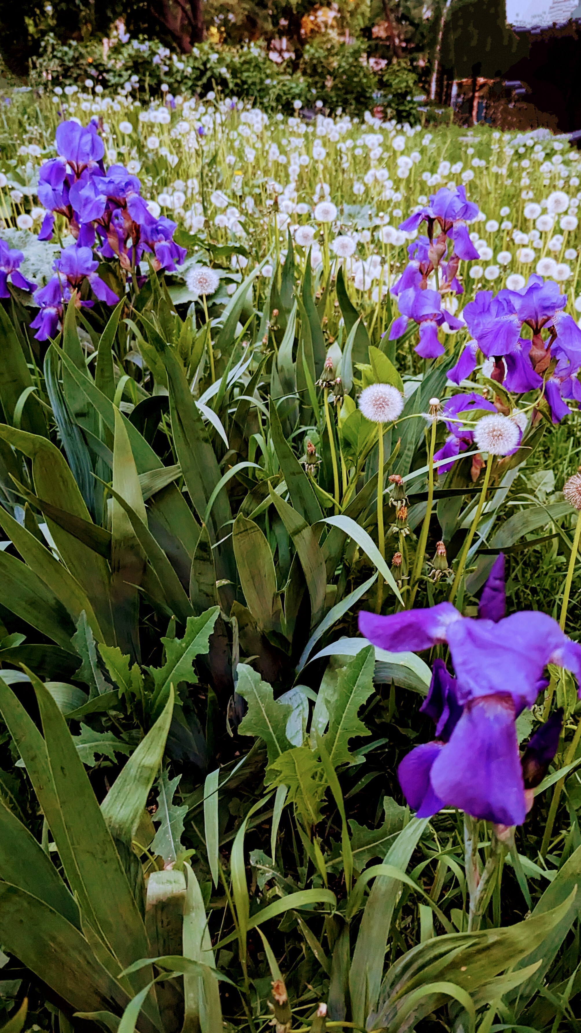 Май время одуванчиков | Пикабу