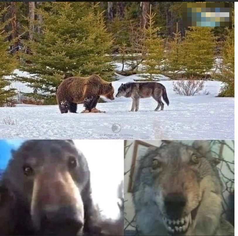 Волк, а ты летал на вертолёте?