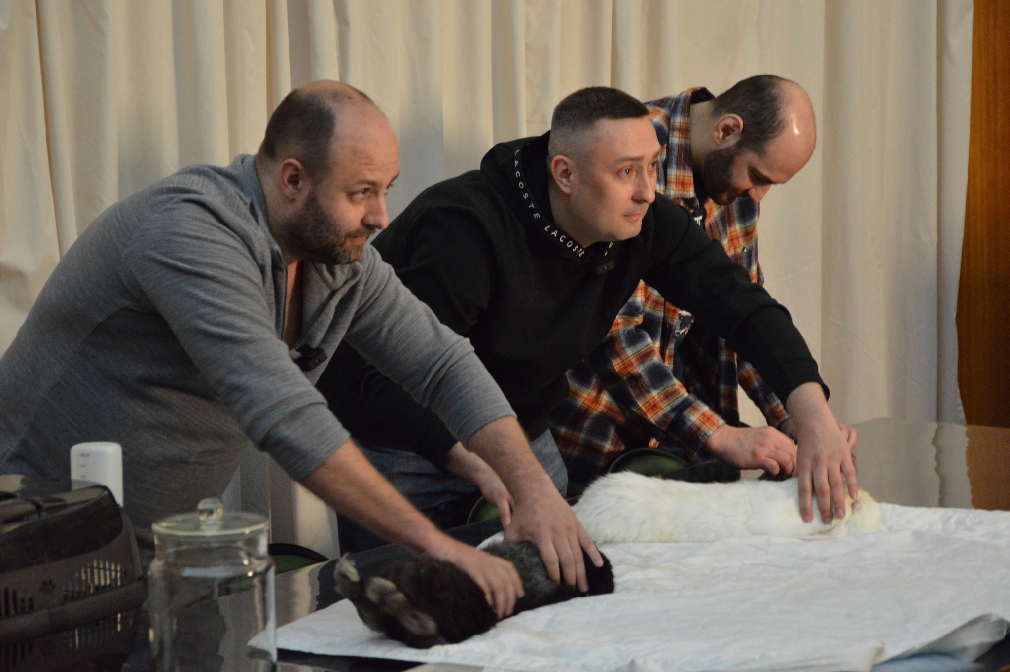 Эстрадный гипноз в Зоологическом музее в Москве | Пикабу