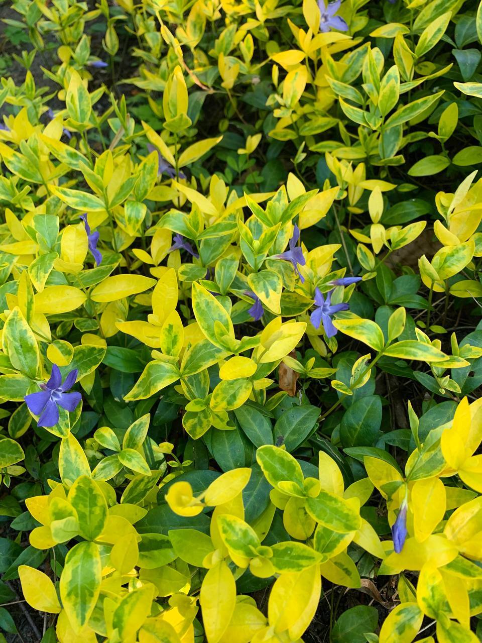 Барвинок малый | Пикабу