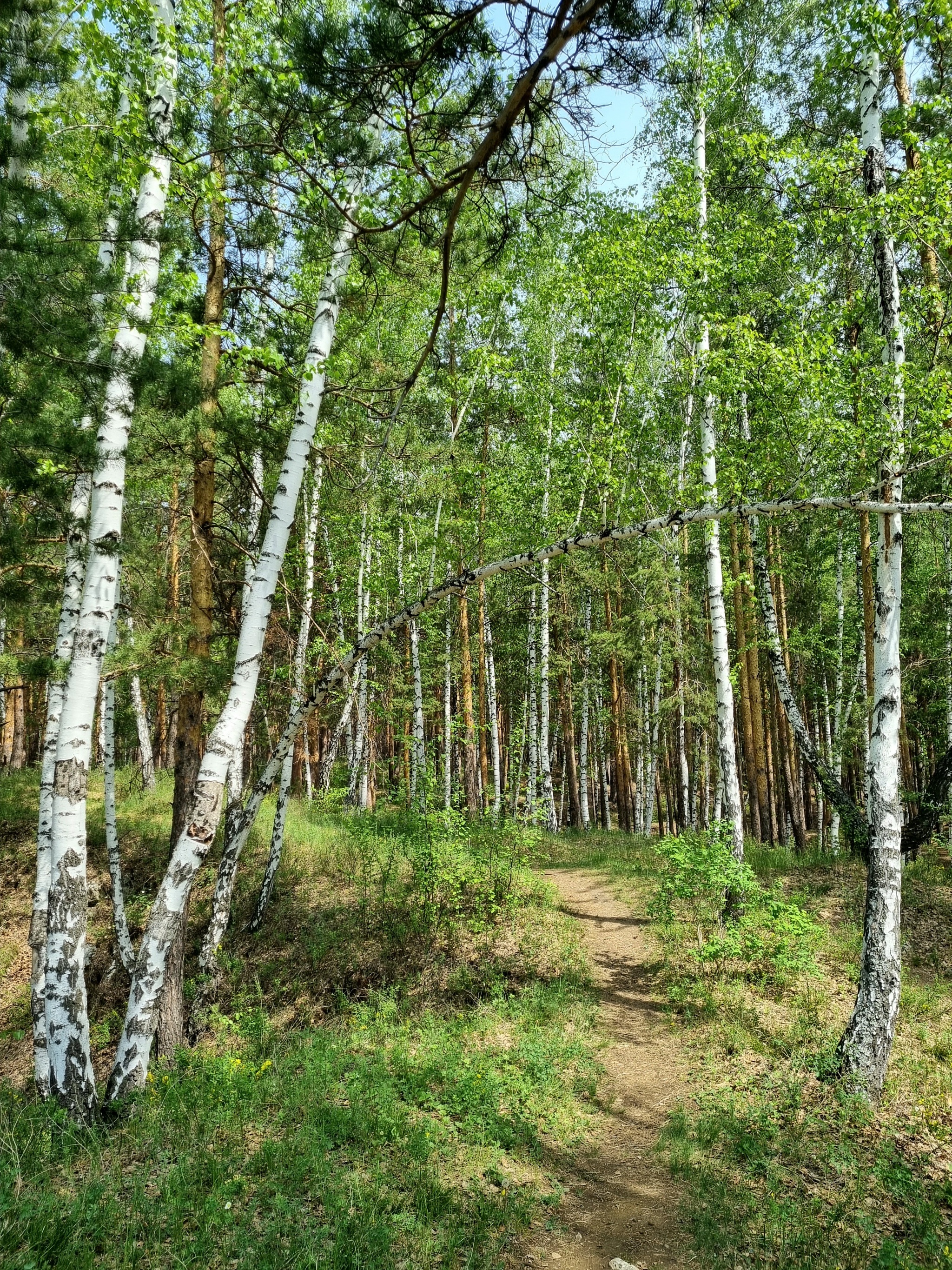 В лесу на Урале | Пикабу