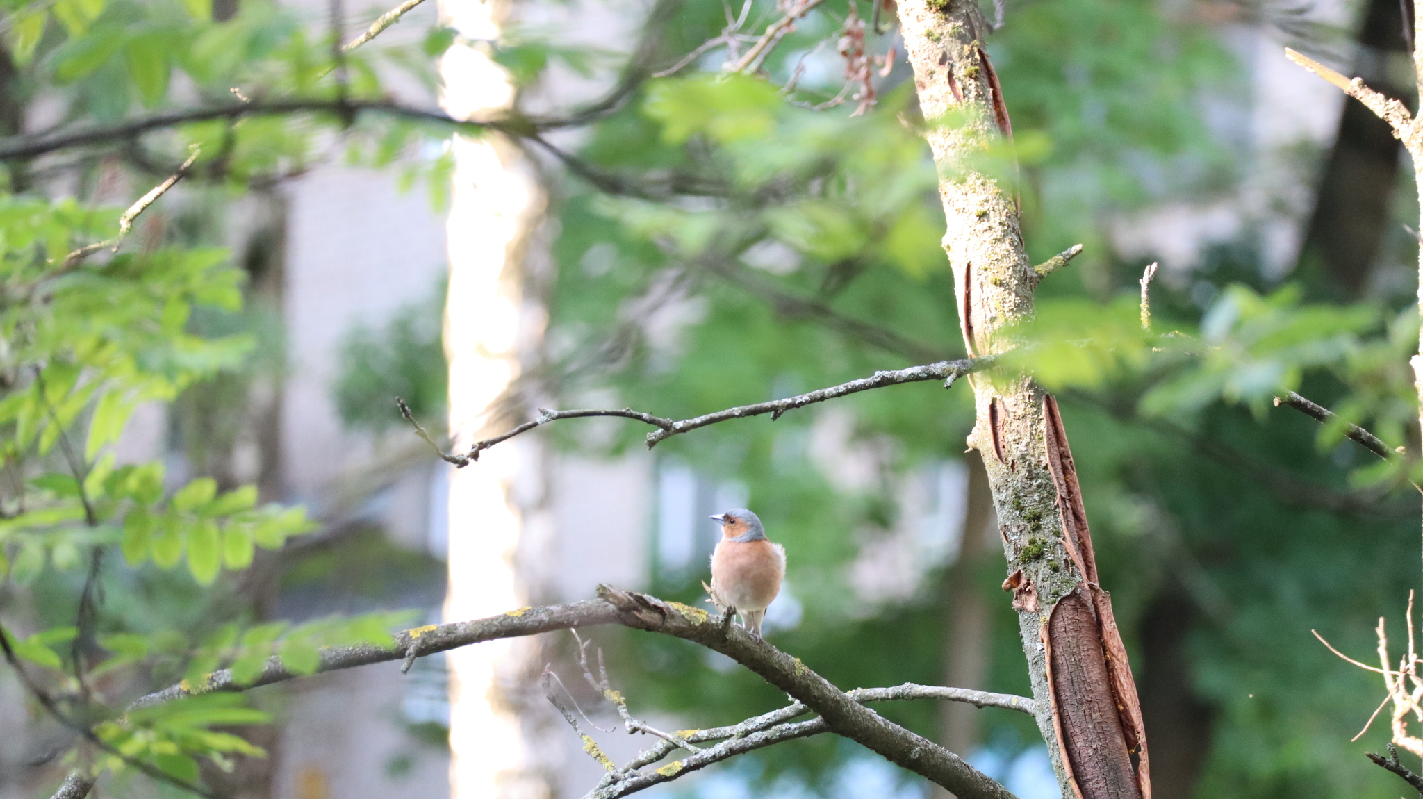 У меня во дворе | Пикабу