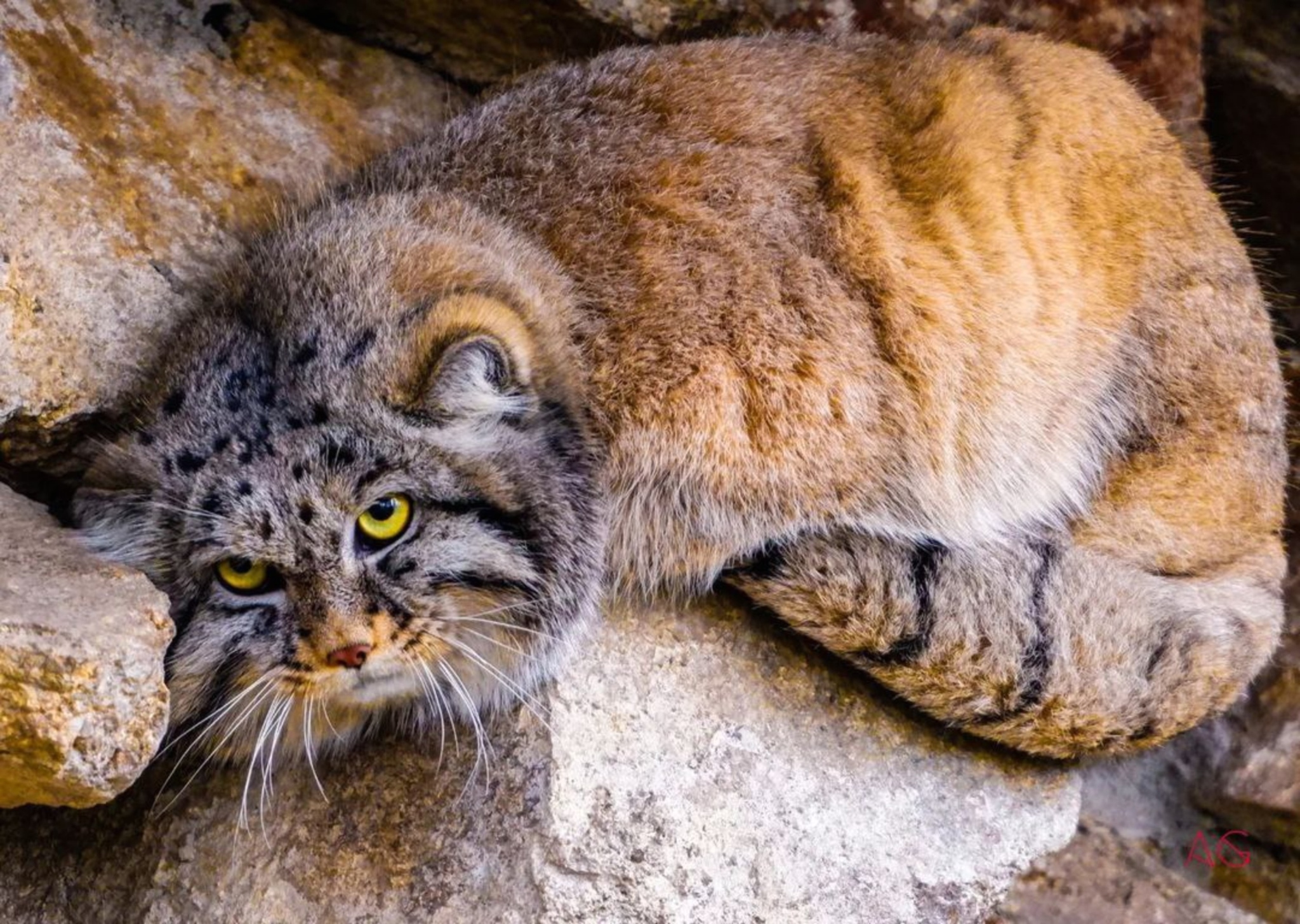 Вольеры манулов в зоопарке Гёрлица (Naturschutz tierpark Grlitz), Германия  | Пикабу