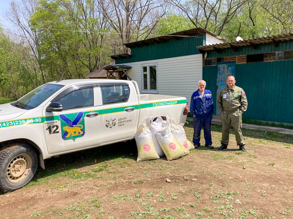 Жителям Приморского и Хабаровского краёв компенсировали ущерб, нанесённый  амурским тигром | Пикабу