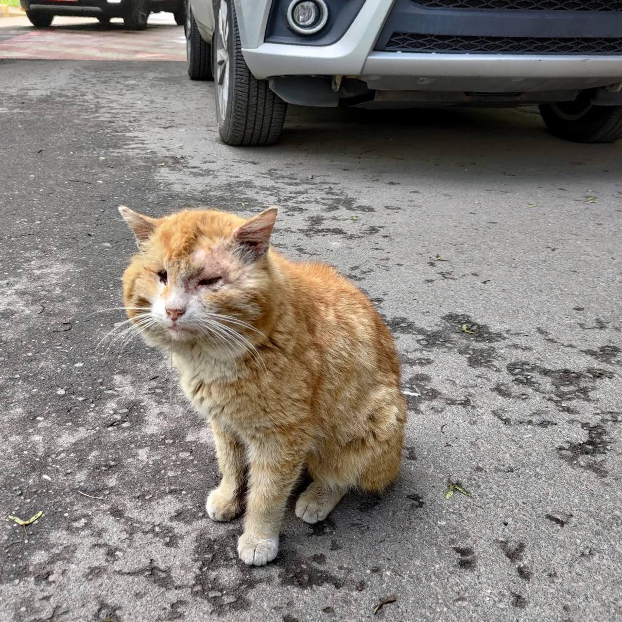 Уличный кот потерял глаз и сам пришел за помощью к людям | Пикабу