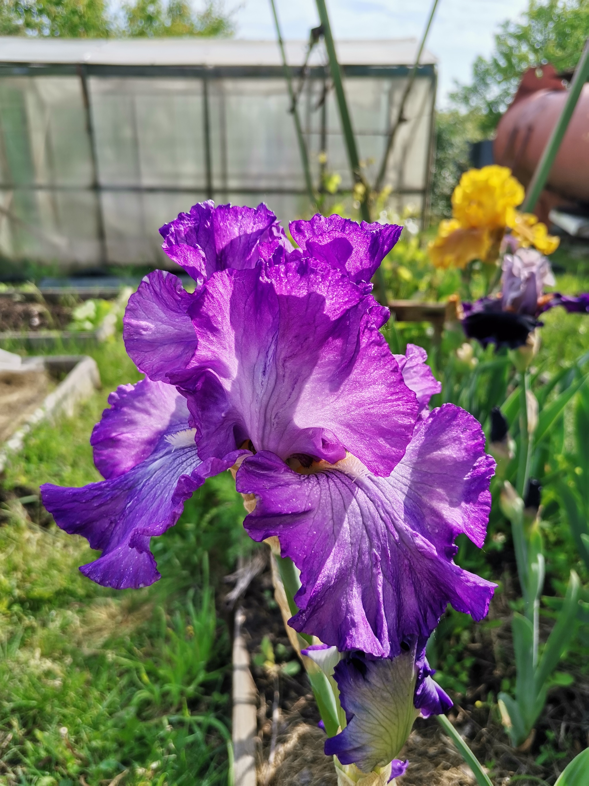 Цветение ирисов 2023, продолжение | Пикабу