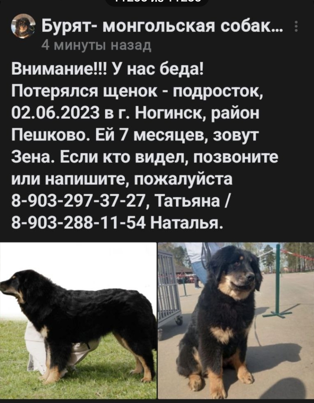 Помогите найти щенка ХОТОШО(бурят-монгольская собака) | Пикабу