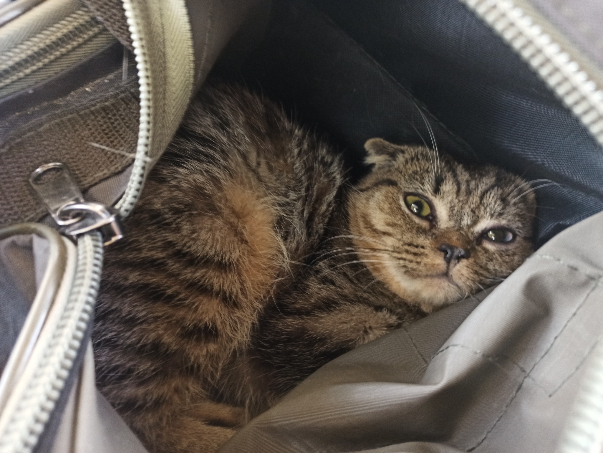 Крипторх Ивасик после кастрации | Пикабу