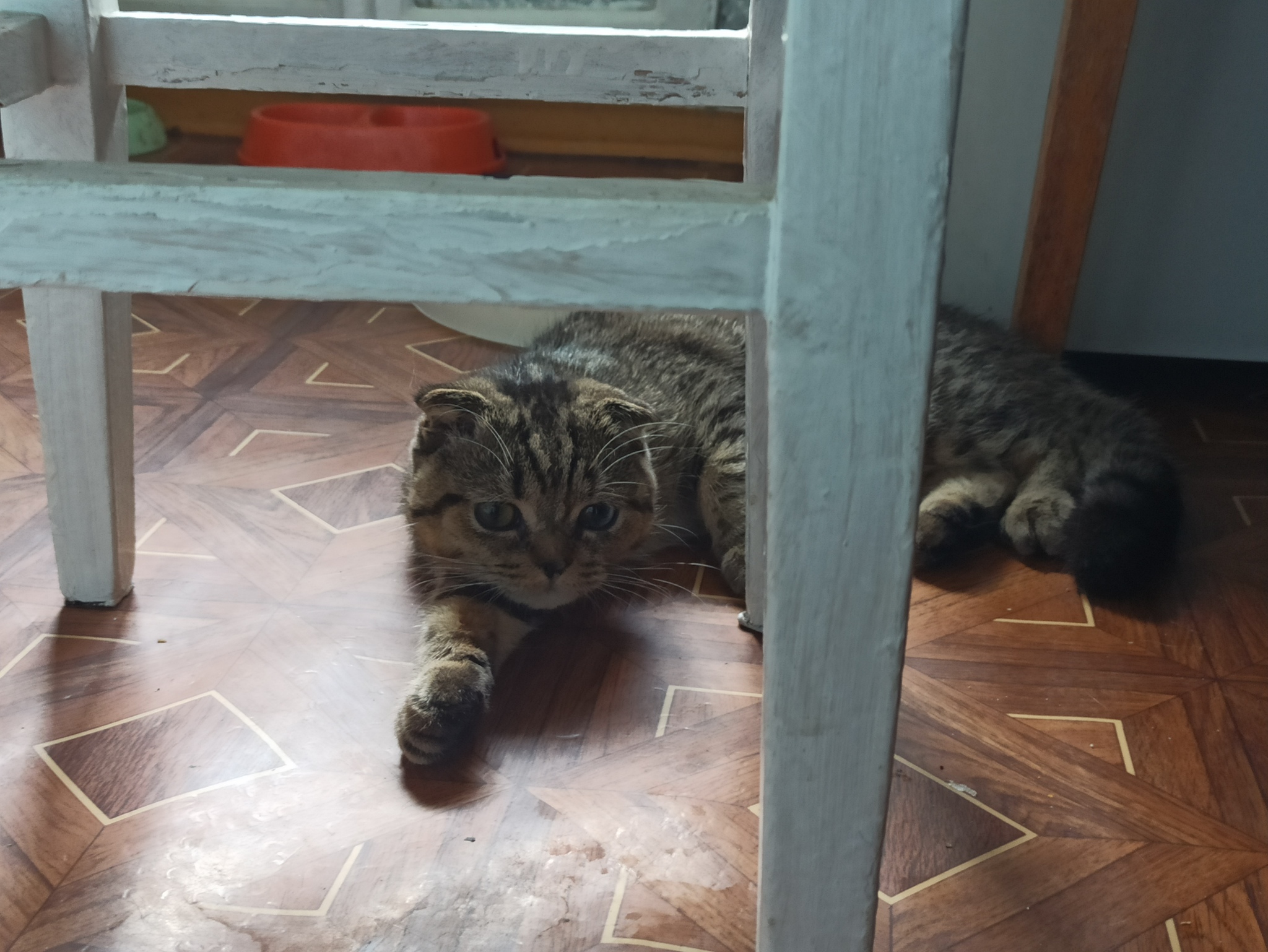 Крипторх Ивасик после кастрации | Пикабу