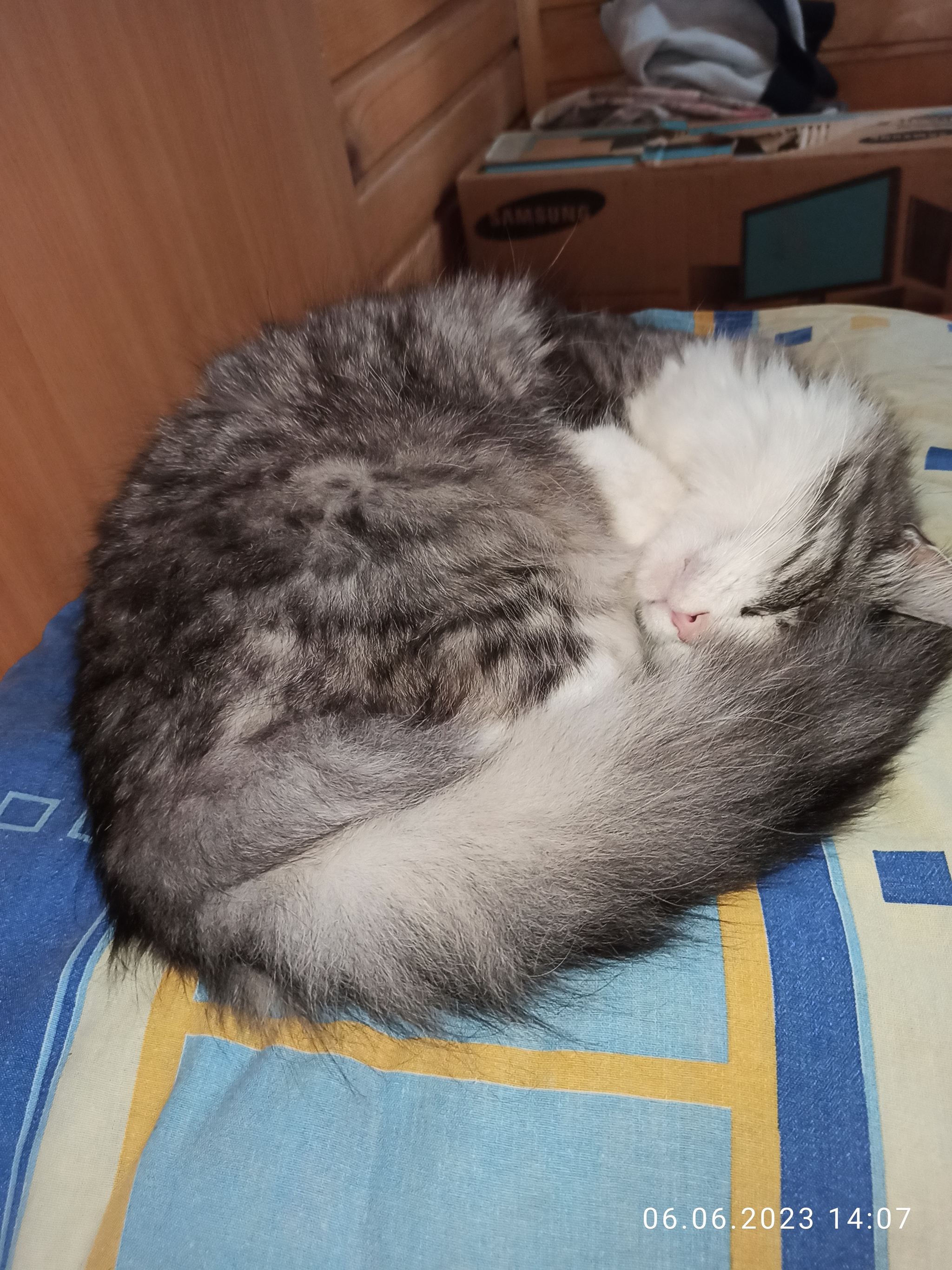 Коты на даче | Пикабу