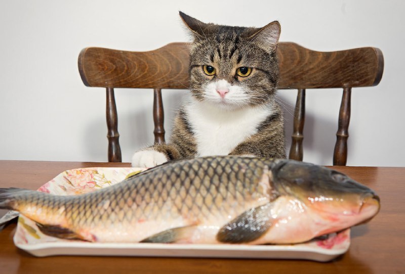 котик с рыбой
