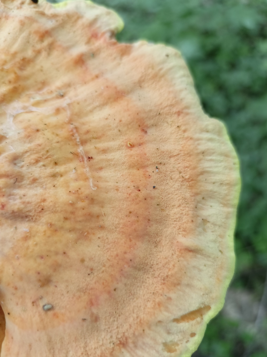 Ослиное ухо, ежовик и курочки— грибы, которые удивляют
