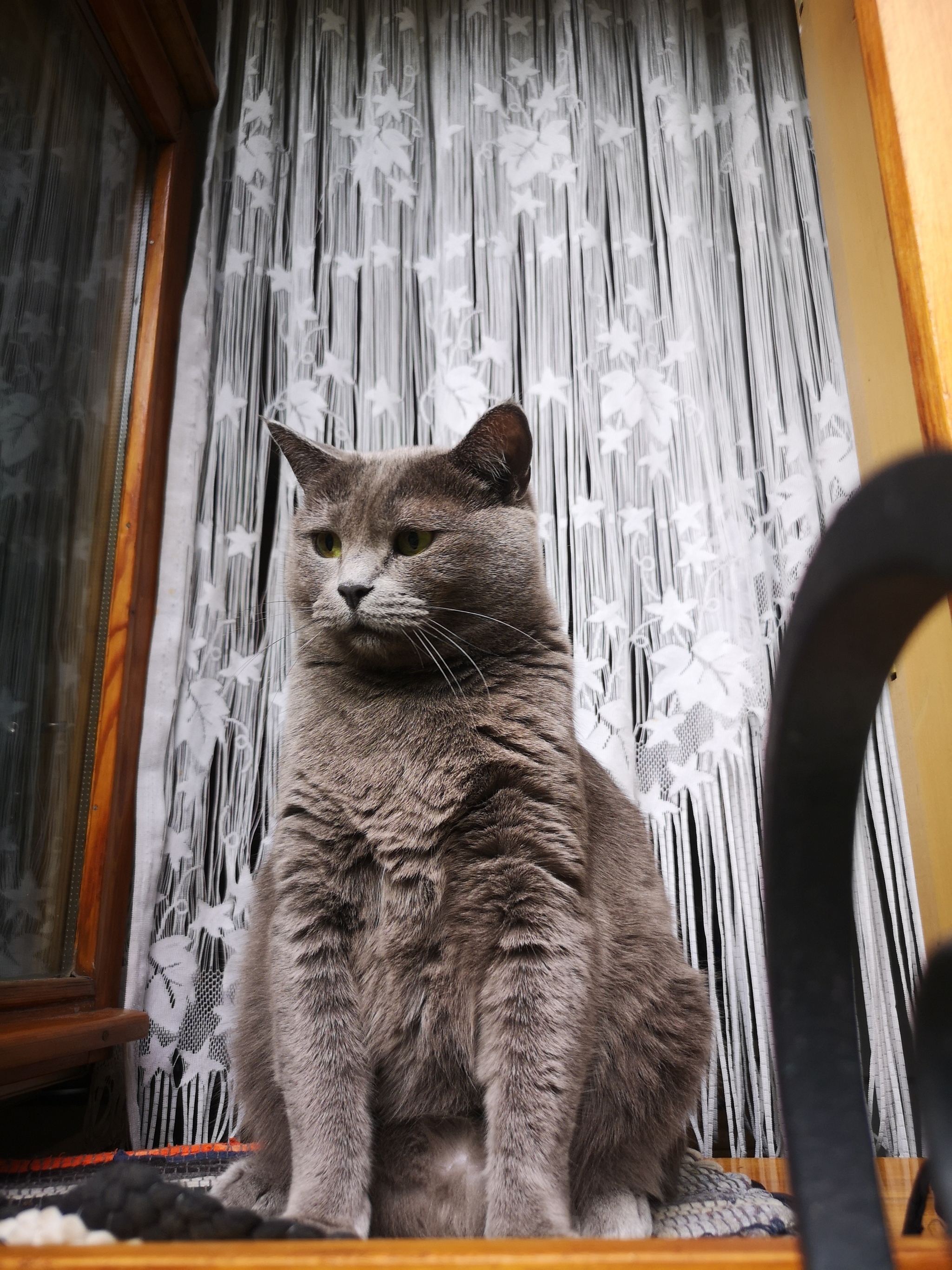 Кошка в окне | Пикабу
