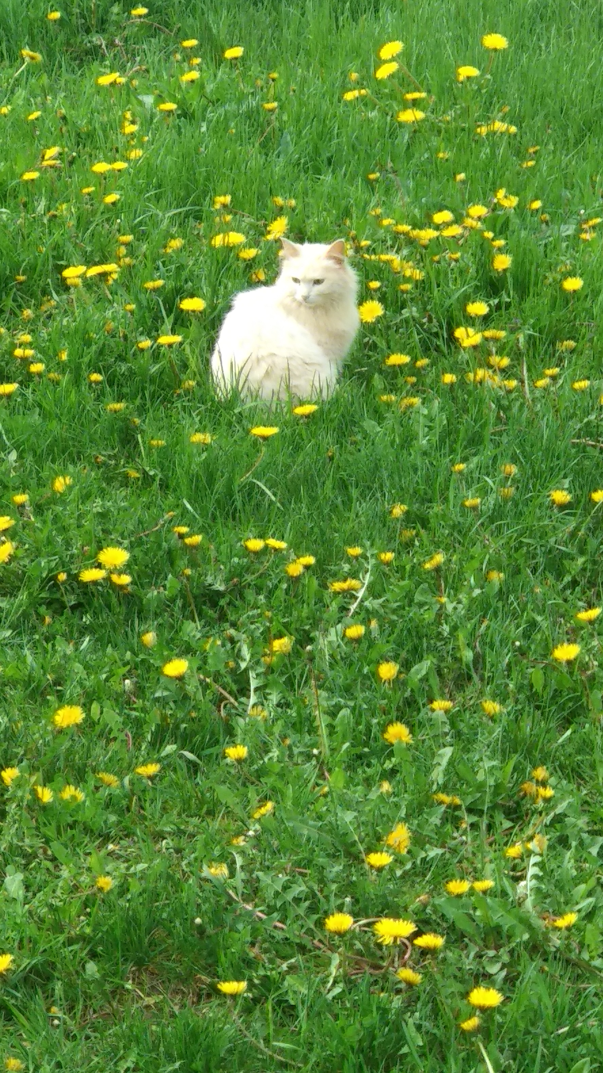 Кот и одуванчик