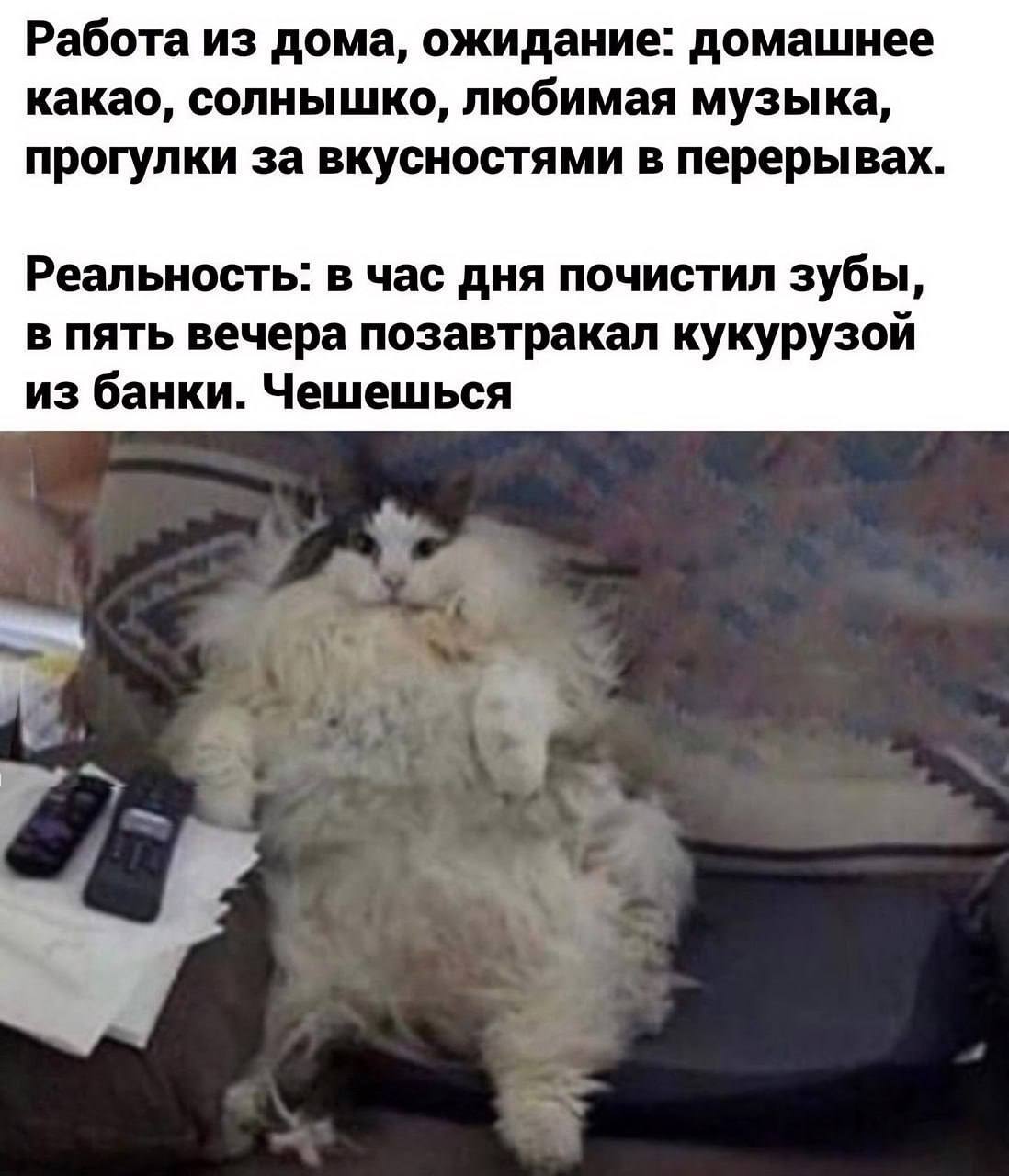 Котятки и мемы | Пикабу