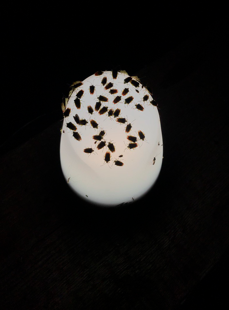 Клополампа | Пикабу