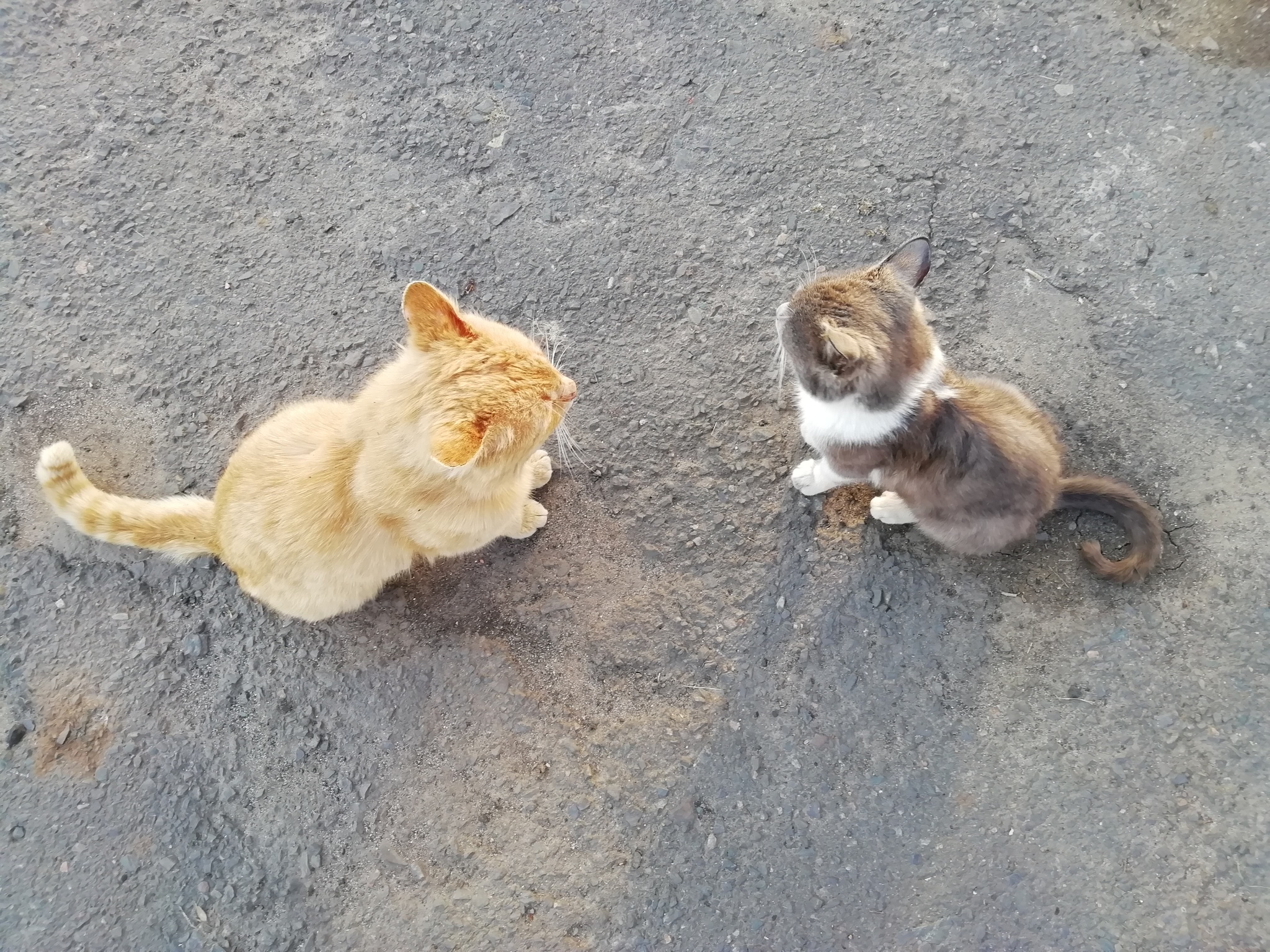 Котейки | Пикабу