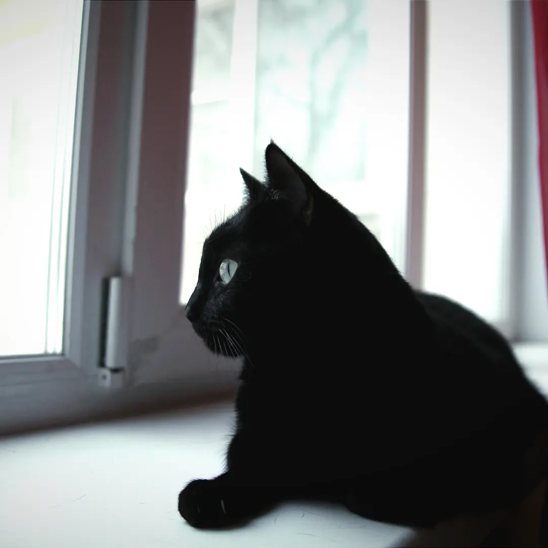 Кошка на окошке (котий бунд) | Пикабу