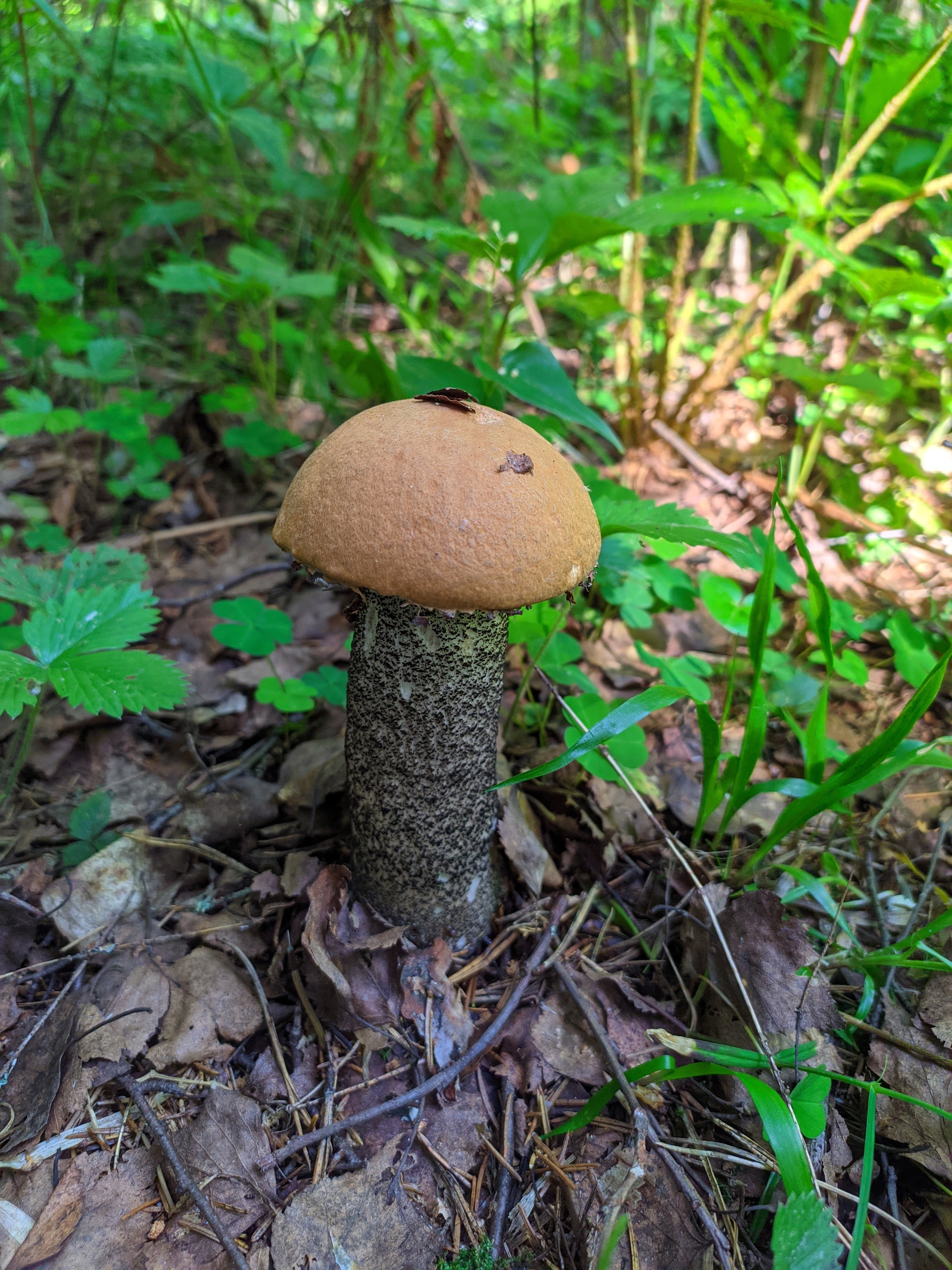 Фото Грибов Плюсы И Минусы