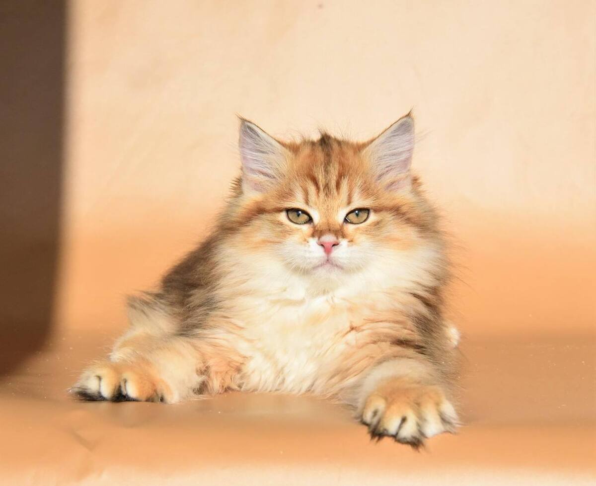История нашей сибирской кошки Карамельки | Пикабу