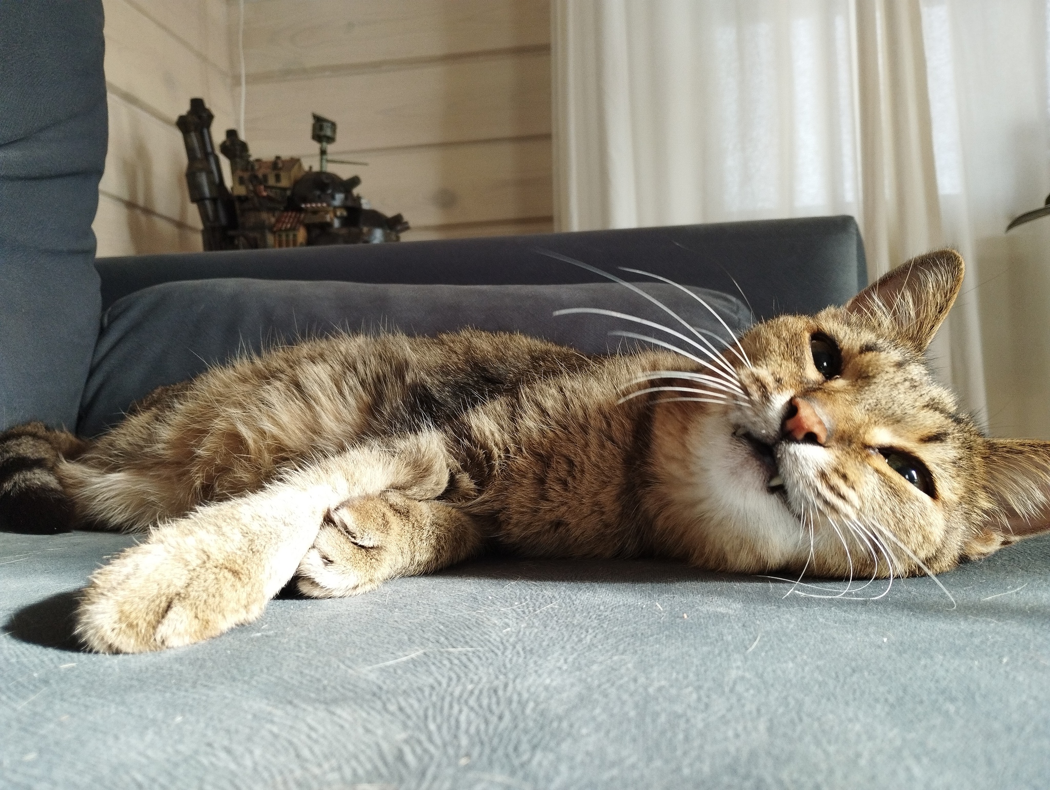 Пробуждение кота | Пикабу