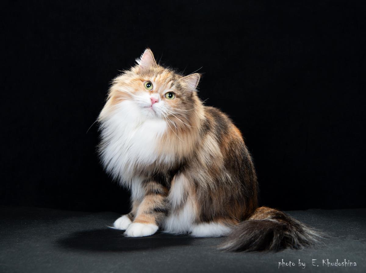 сибирская кошка трехцветная