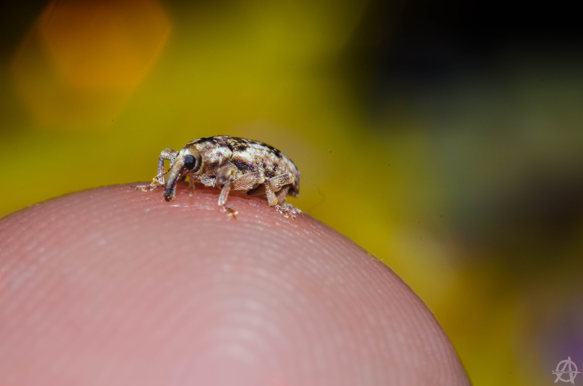 Было у меня когда-то хобби... | Пикабу