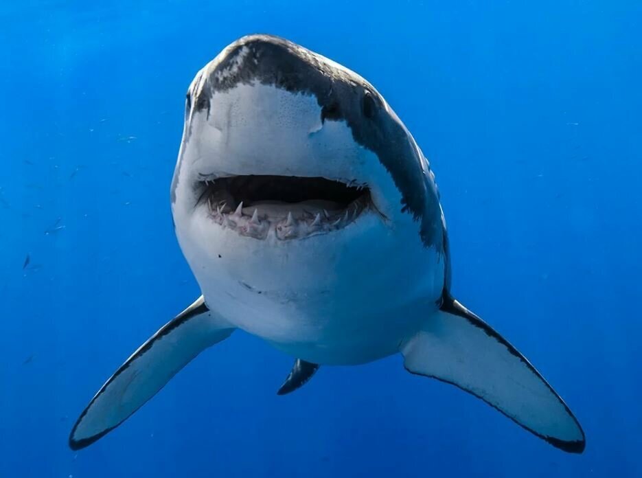 В Египте акула съела российского туриста, опубликовано жуткое видео