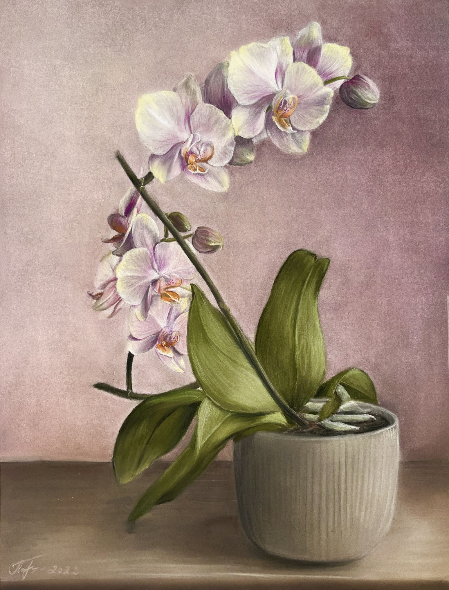 Орхидея | Пикабу