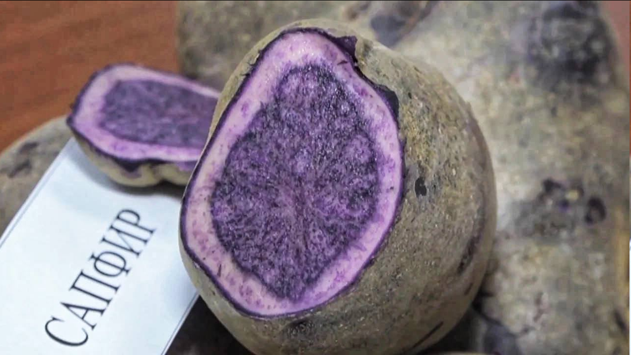 Новый сорт картофеля | Пикабу
