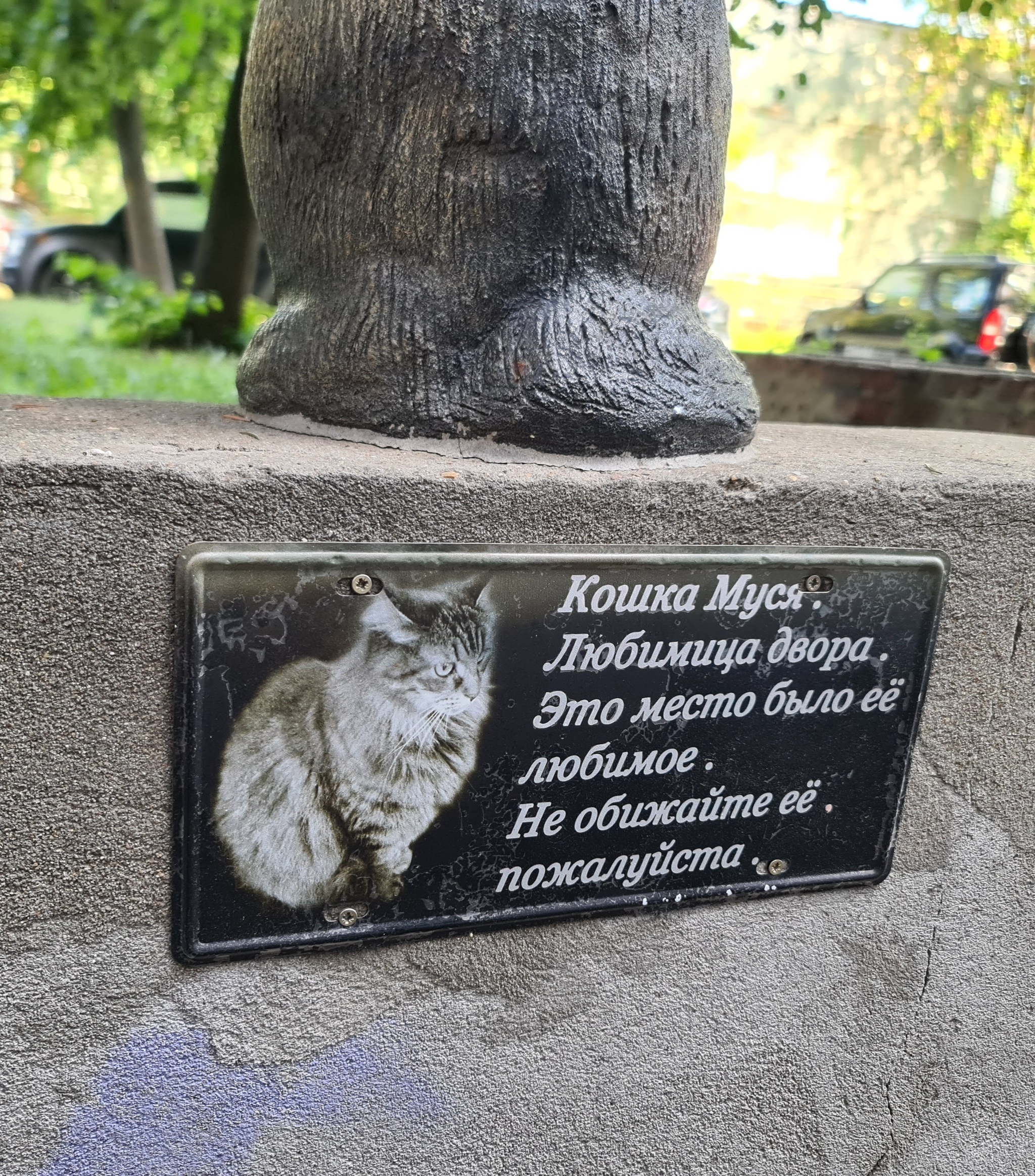 Кошка муся