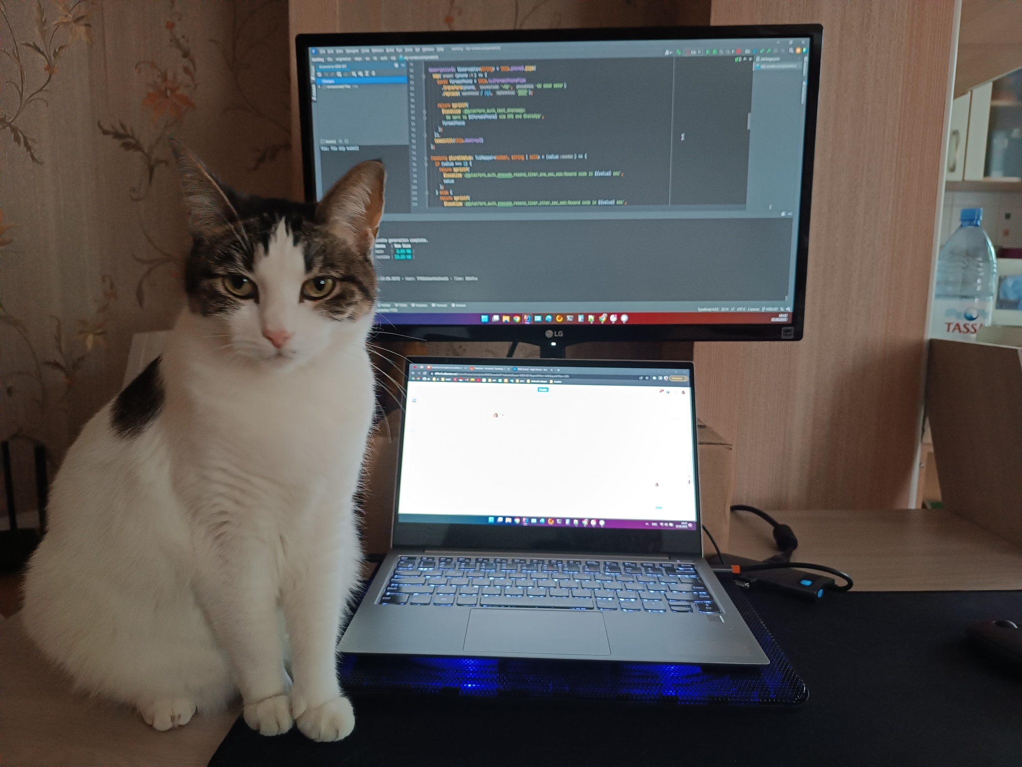 Кот разработчик. Кот программист. Кот Компьютерщик. Коты за программированием. Коты программисты.