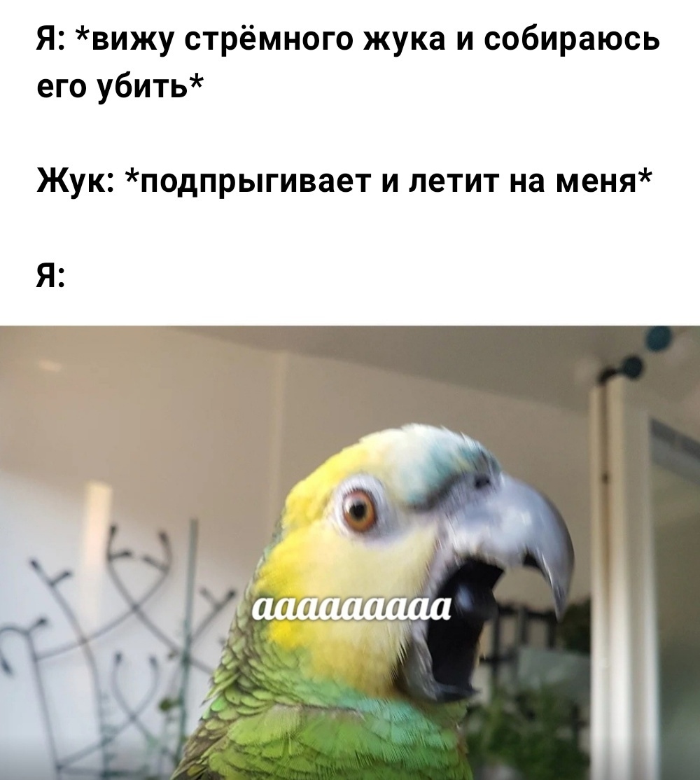 Бесстрашие — его второе имя | Пикабу